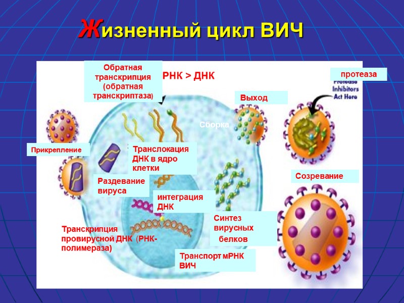 Жизненный цикл ВИЧ Слияние мембран РНК > ДНК Транскрипция провирусной ДНК  (РНК-полимераза) Транспорт